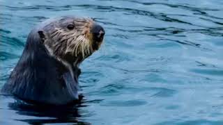 Discover Mysterious Marine Mammals