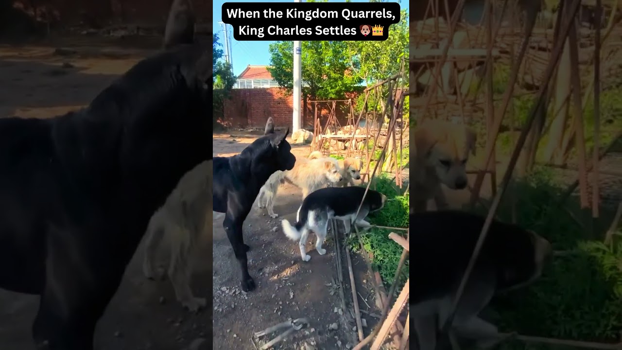 Behind Every Peace, There’s King Charles 