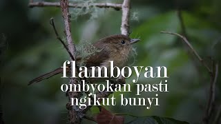 Dijamin Ngikutin! Suara Burung Flamboyan Dari Ombyokan