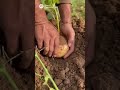 The process of digging underground jícama uncovering nature's hidden treasure