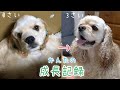 【成長記録】アメリカンコッカースパニエル子犬から成犬までのまとめ