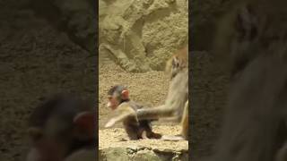 Lovely Monkeys Playing