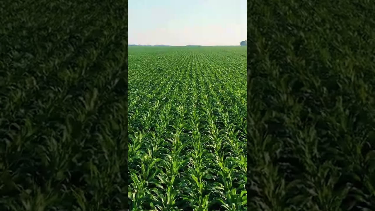 Do you know why Mukesh Ambani Entered into Mango Farming ?