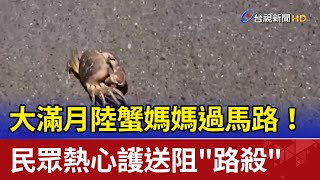 大滿月陸蟹媽媽過馬路！ 民眾熱心護送阻&quot;路殺&quot; 