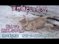 旭山動物園　天然娘どじっこフウ　転んでも気にしないもん　オリト＆イオちゃんファミリー　Orito & Io family　Lion family