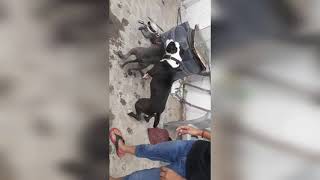 American Bully Xl Play With 4 Month Old Pitbull