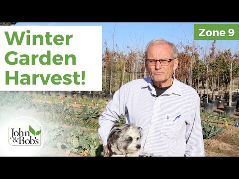 Video: 9 zonos daržovės žiemai – kaip auginti žieminį daržovių sodą 9 zonoje