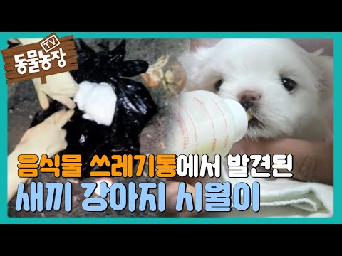 음식물 쓰레기통에 버려진 강아지 @TV동물농장 141109