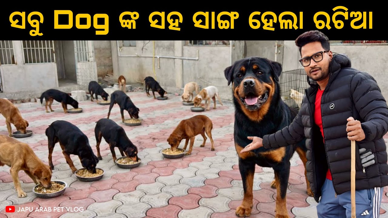ସବୁ Dog ଙ୍କ ସହ ସାଙ୍ଗ ହେଲା ରଟିଆ || ଧିରେ ଧିରେ ବଦଳୁଛି ଆମ ରଟିଆ 😍