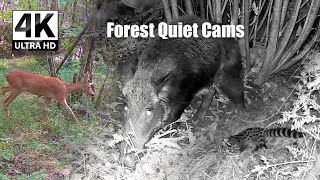 Night Life in the Hidden Forest | Boars, Badgers & Fox