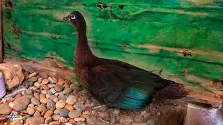 Qué pasó con la pata Muscovy que llegó a mi gallinero? 🤔