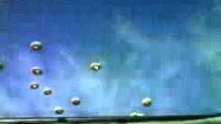 seagull scream.3GP