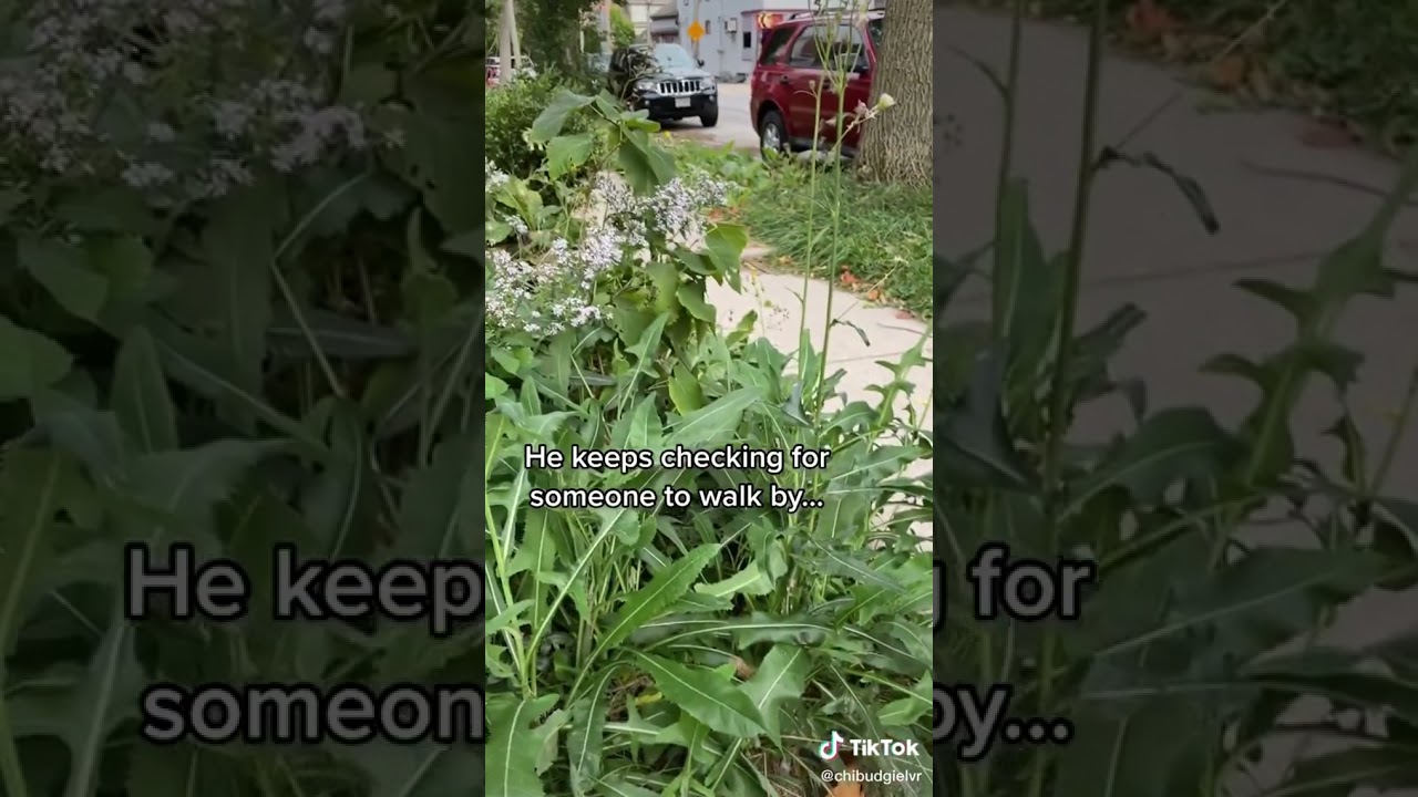 😹most funniest cats you will ever see #2 😹