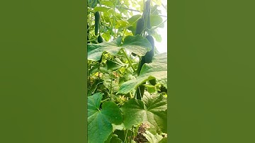 Pruning Cucumber Plants 🥒🌱✂️ #garden #gardeningtips #growyourownfood