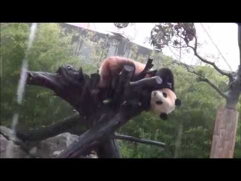 201410雨の中の優浜４（疾走するコパンダ編）