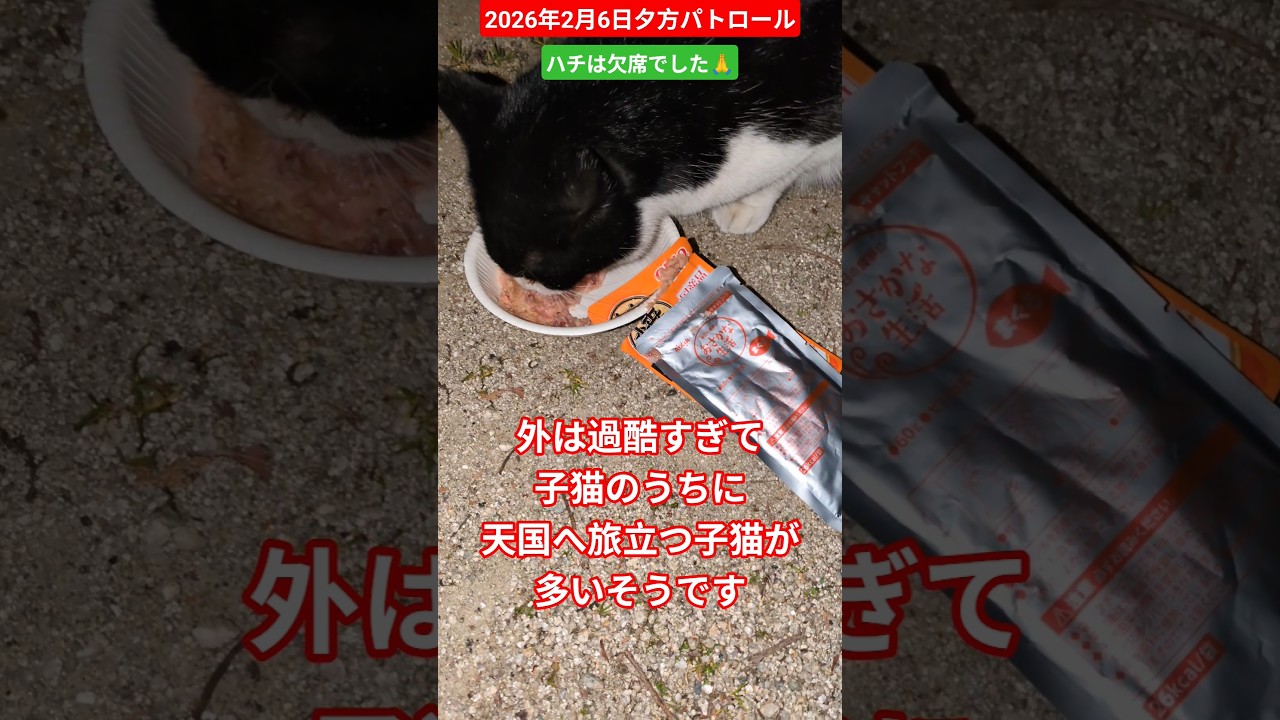 【2026年2月6日夕方パトロール】ハチ欠席、、まだ療養中かな🍀うんぽパンツ大活躍🐶💩