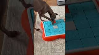 Italian Greyhound is trying to figure out her new puzzle!