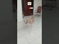 #fofinho #animal #viral 🐶olha✨