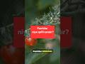 Pomidor niyə qəfil saralır?#pomidor #istixana #parnik