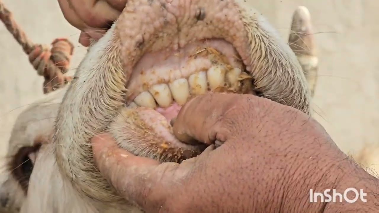 ☎️007.33.35.57☎️.09.03.2026г.Як Сар Гови Букачадори Супер. 