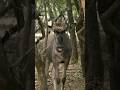 Baby wildebeest saying Hi! | Marloth Park | South Africa