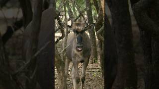 Baby wildebeest saying Hi! | Marloth Park | South Africa