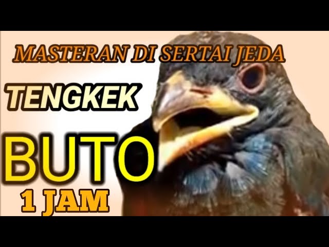 TENGKEK BUTO GACOR AMPUH BUAT MASTERAN DISERTAI JEDA class=