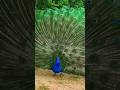 🦚 “Majestic Peacock Dance in Rain 🌧️ | Beautiful Nature 4K | Relaxing Music for Peace & Joy 🌿✨”