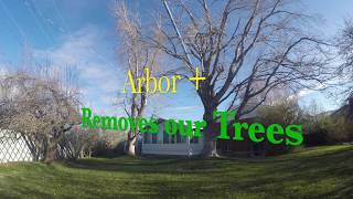 Removing Trees 2016 (Time Lapse)