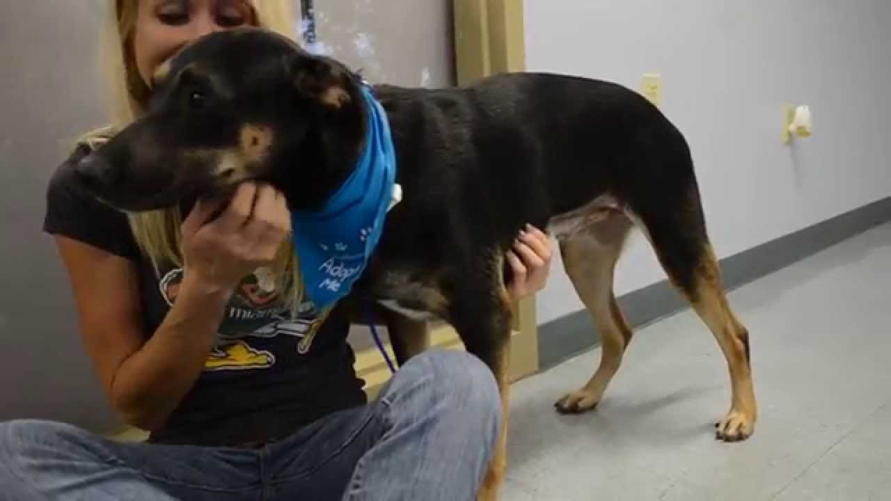 Carlton A1667184 Broward County Animal Care Fort Lauderdale, FL