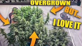 OVERGROWN -  Ep.12 AIRCUBE w/ COCO - Using MARSHYDRO 5x5 w/ Fc8000