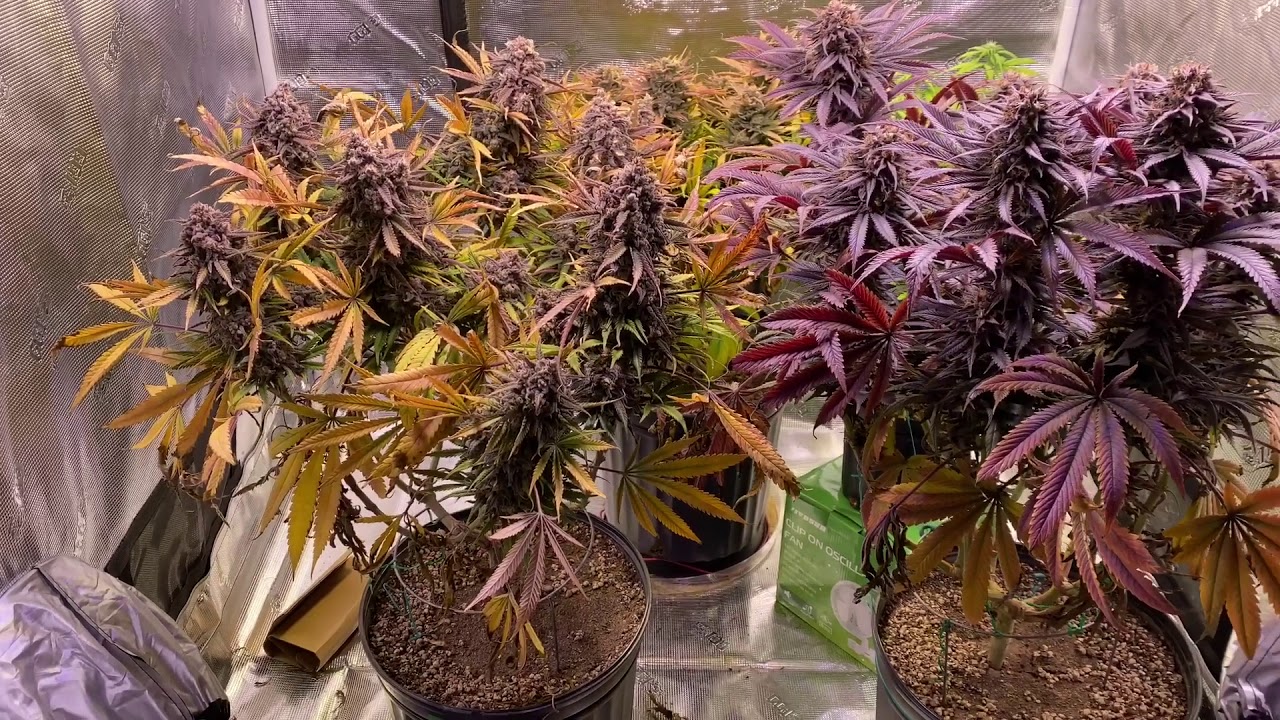 Mainlining for colas - Harvest time