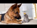 German Shepherd Meets New Kitten for the First Time!