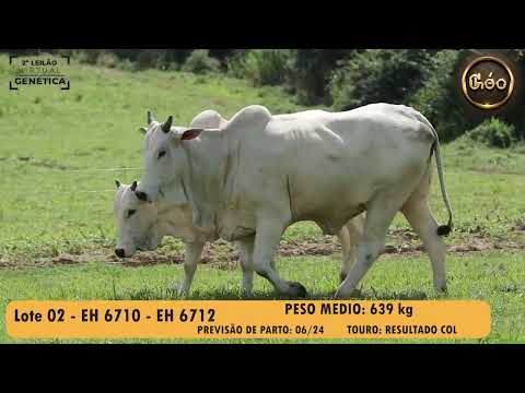 LOTE 02   EH 6710   EH 6712