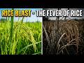 Rice Blast Disease| Spreads in Days… Destroys in Weeks….