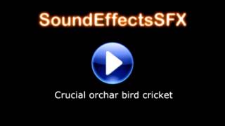 Crucial orchar bird cricket Sound effect