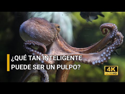 PULPOS: Las Criaturas Más Inteligentes del OCÉANO | DOCUMENTAL 🐙🌊