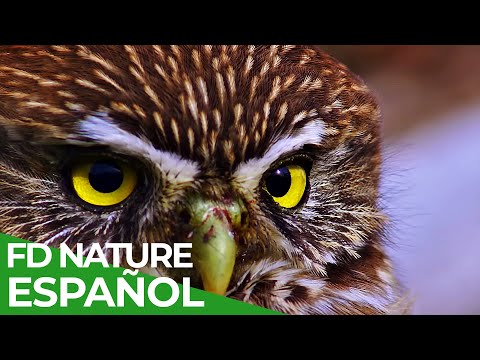 Chile - Un Viaje Salvaje: Seres de Plumas | Free Documentary Nature - Español documentary thumbnail