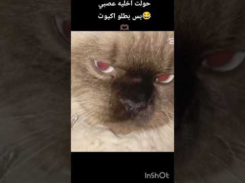 حولت اخليه عصبي بس بطلو اكيوت  1987 1987 علم علم 