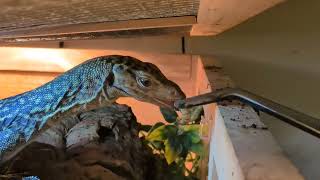 Clicker Training/Classical Conditioning with Quince Monitor session #1 
