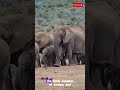Meeting the World's BIGGEST Elephant in Africa! #shorts