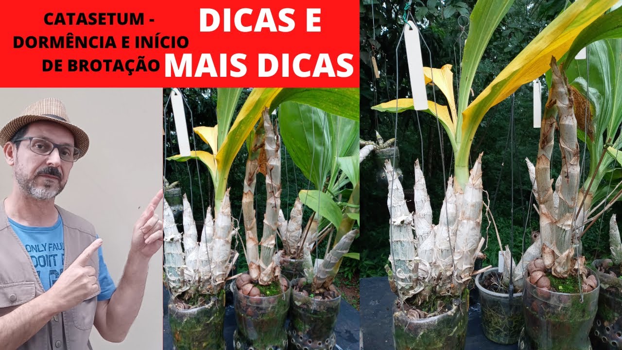 CATASETUM - dormência e início de brotação - REPLANTIO e MUITAS DICAS para plantas vigorosas.