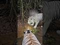 POV: Life of a Rare White Tiger — Hunt, Survive, Rule