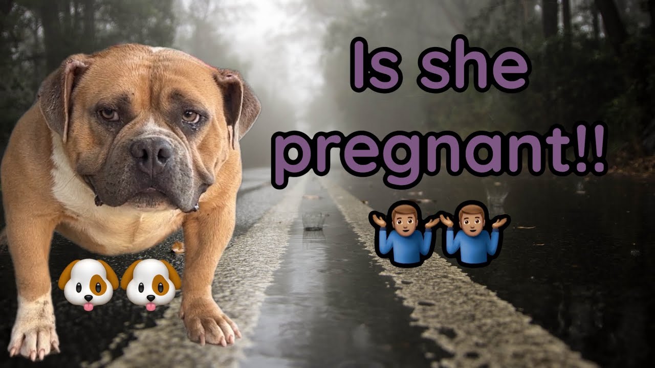 Is my American pocket bully pregnant???!! YouTube