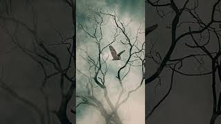 How to transform your Simple picture into a realistic horror picture using Canva & Lens Distortions? screenshot 5