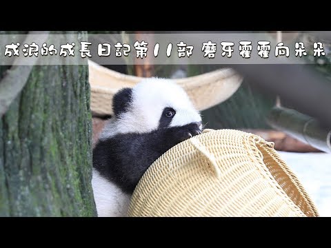 《熊貓主題趴》成浪的成長日記第11部 磨牙霍霍向朵朵 | iPanda熊貓頻道