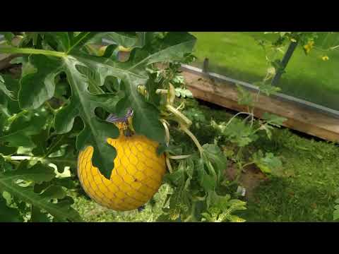 Арбузы: вертикальное выращивание (основные правила)