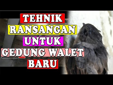 cara-memancing-burung-walet-agar-cepat-masuk-kedalam-rumah-burung-walet-yang-masih-baru