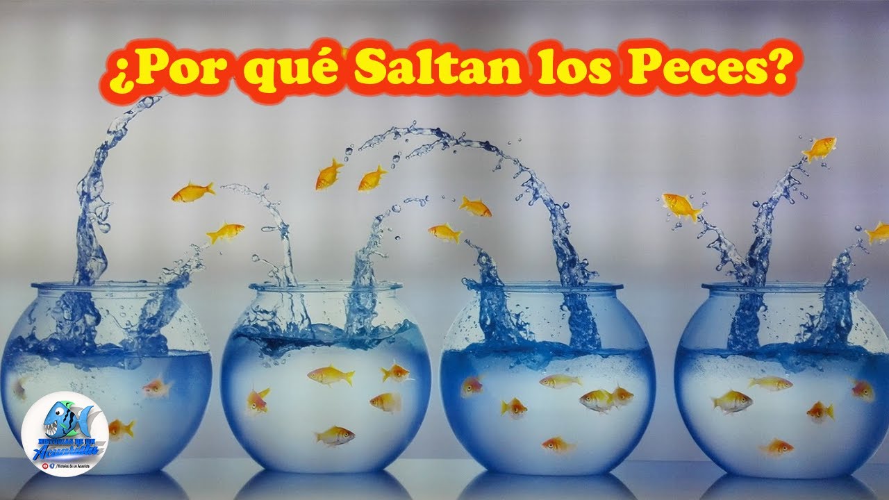 Porque Saltan los Peces fuera del Acuario - YouTube