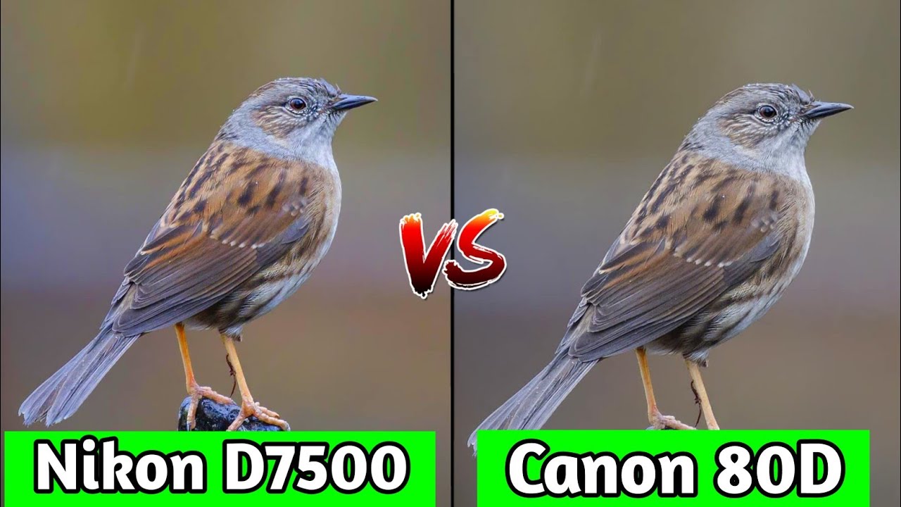 Nikon D7500 VS Canon EOS 80D DSLR Camera Comparison|Nikon D7500 Review|Canon  EOS 80D review/ - YouTube